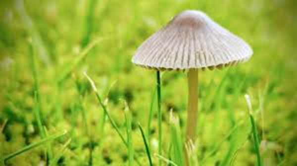 Buying Magic Mushrooms Online