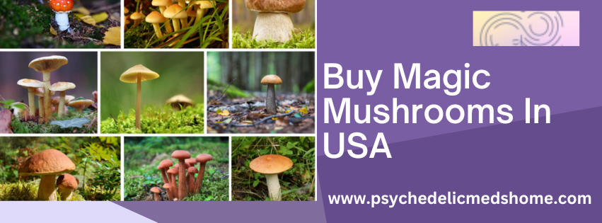 Buy Magic Mushrooms In USA