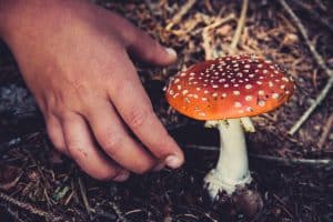 Buying Magic Mushrooms Online