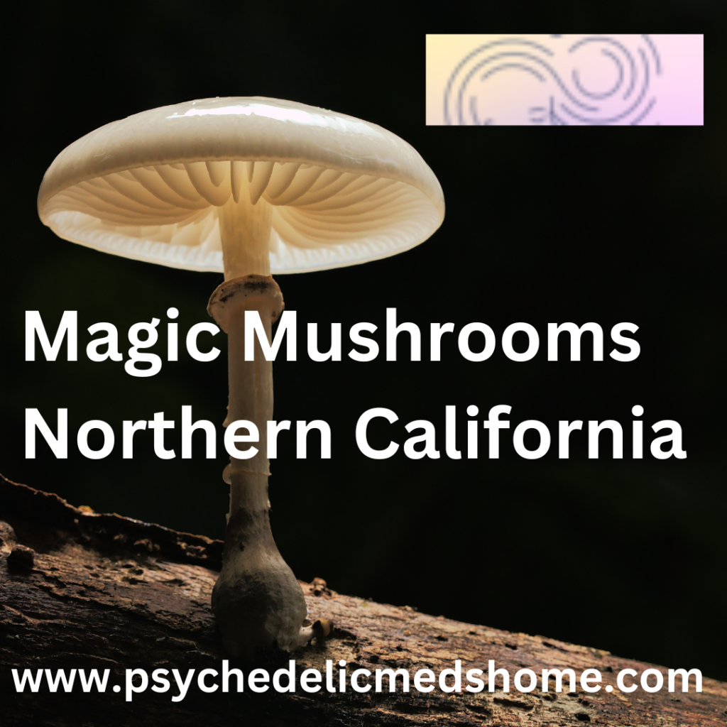 Magic Mushrooms Northern California