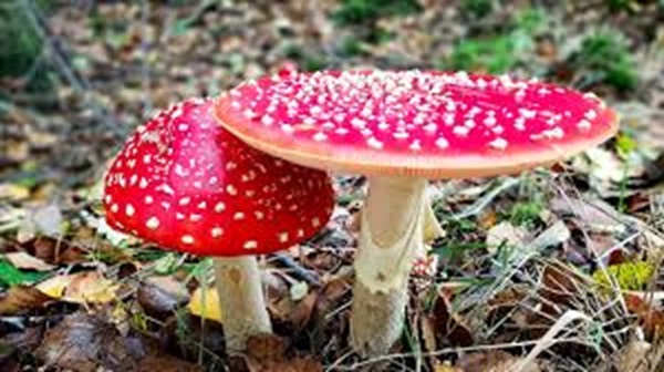 Where Can I Buy Magic Mushrooms Online