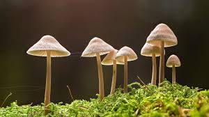 Where To Buy Magic Mushrooms Online